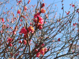 初詣　梅の花