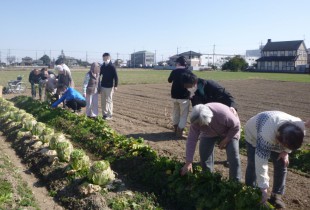 大根堀り