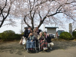 お花見ひまわり